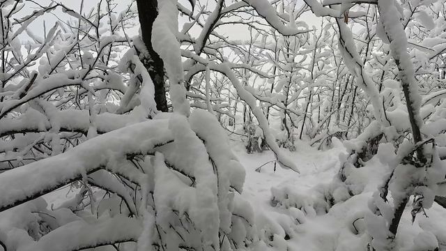 Королевская охота на зайца 31.12.2025 смотреть онлайн