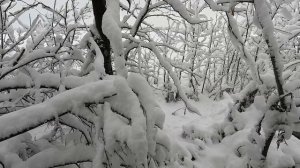 Королевская охота на зайца 31.12.2025