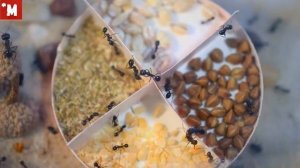 Чем кормить муравьев. Муравьи жнецы и семена. Микро сьемка