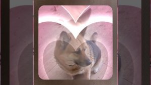 1000044338.mp4 (Собака наблюдает за устройством лестницы на 2 этаж в доме А-фрейм)