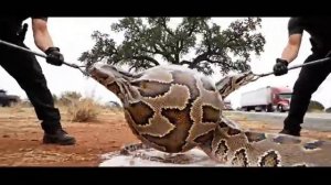 Захватывающий момент спасатели разрезали гигантского питона, чтобы спасти женщину