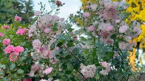 Июль в Саду 19 июля 2025 часть 3