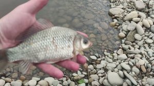 Рыбалка в центре города Курганинск.  08.05.2023г.