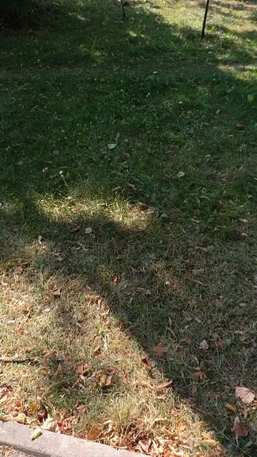 №550	Комсомольский проспект. 15 августа 2025 г., 15:26:58 VID_20250815_152647312