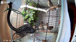 Опыт выкармливания в клеточных условиях выводка соловья восточного ( Luscinia luscinia).