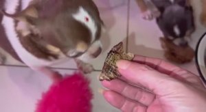 Все с удовольствием похрустели легким.