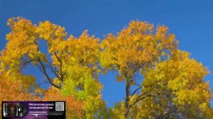 Меланхолия дождя