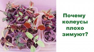 Почему колеусы плохо зимуют? Или как мы сохраняем колеусы зимой.