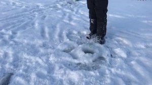 утренние поимки форели