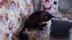 Селедка под шапкой!С Новым годом!🎄