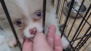 LIVE*PITER: Маленькие и большие собаки ждут свою семью в приюте