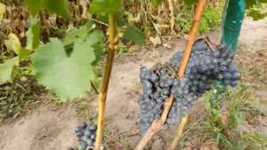 Виноград Ливадийский Черный.