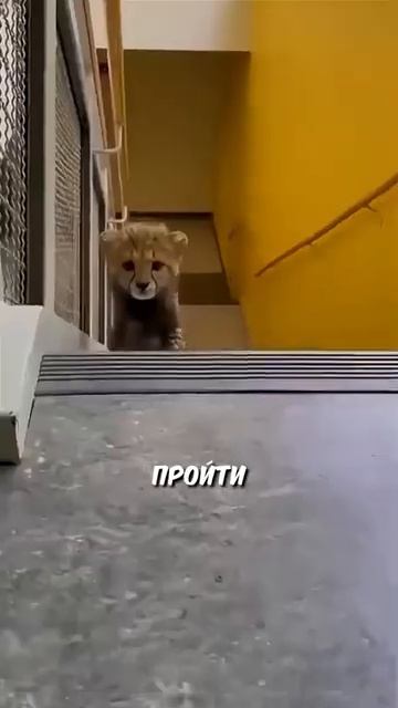 Люди выходили котёнка гепарда #shorts смотреть онлайн