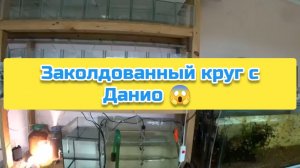 Заколдованный круг с Данио 😱