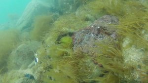 Осьминожка 07.06.2015