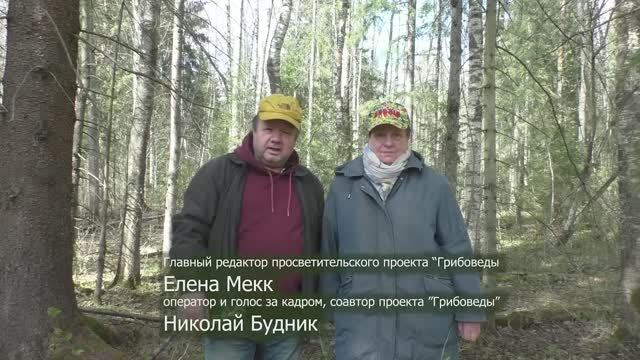 Шапочки - на буграх, а Строчки - вдоль брёвен. "Дневник грибника" 7 мая 2023 года смотреть онлайн