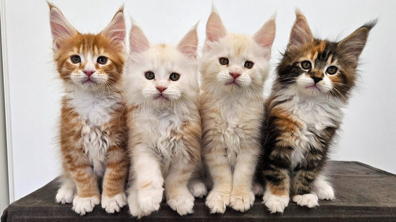 100 дней взросления котят породы Мейн-Кун! смотреть онлайн