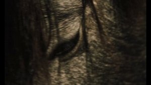 Песенка Лошади