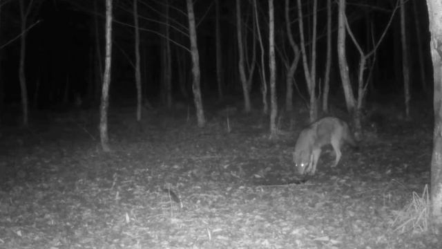 🐺🐺🐺 фото ловушка смотреть онлайн