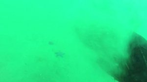 Морской гребешок