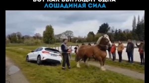 Вот как выглядит одна лошадиная сила