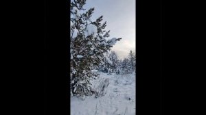 Русская зима в сосновом лесу Марий Эл