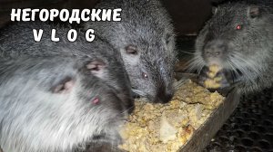 Делаю в клетки щиты, а НУТРИИ точат о них зубы. 23.12.25