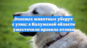 Опасных животных уберут с улиц: в Калужской области ужесточили правила отлова