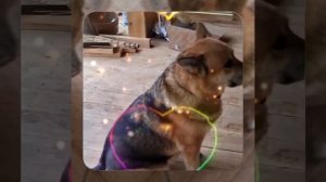 1000044345.mp4 (Собака наблюдает за устройством лестницы на 2 этаж в доме А-фрейм)