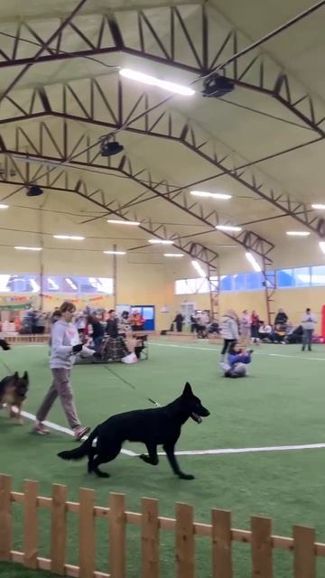 ЮНИОРЫ КОБЕЛИ / КЧК БРОННИЦЫ 20 декабря`25 Е.Силаева Моно немецких овчарок смотреть онлайн