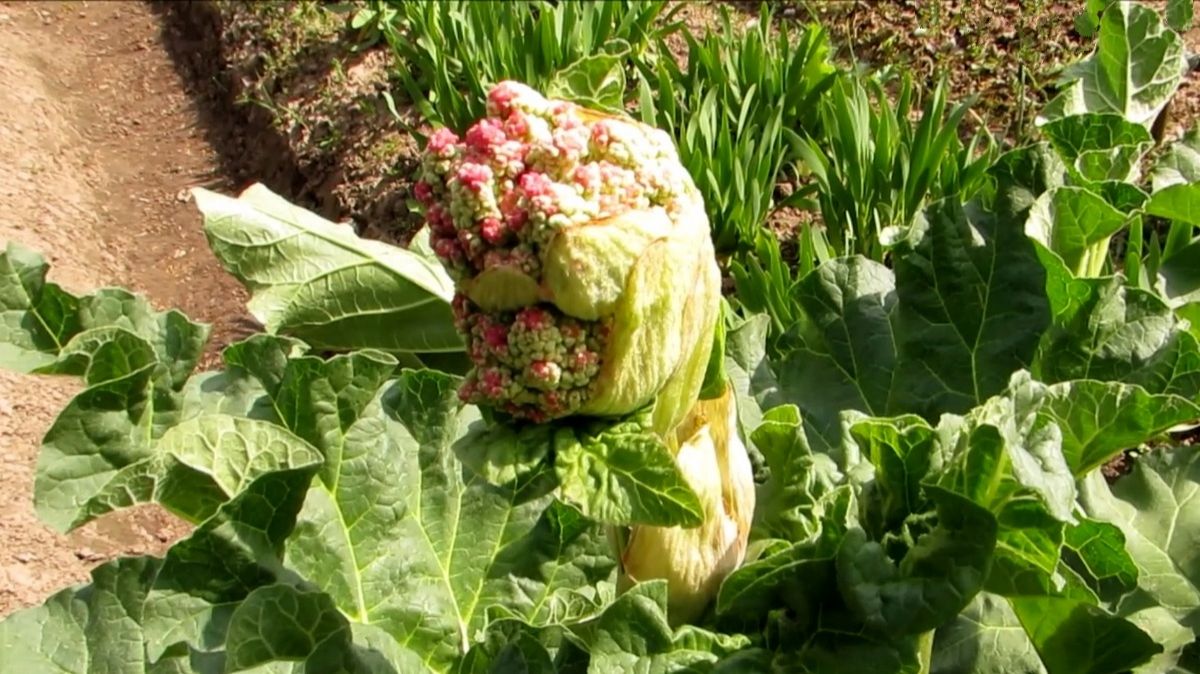 Цветёт ревень смотреть онлайн