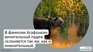 Фамилия Агафонкин: история, происхождение и правила склонения – все, что нужно знать