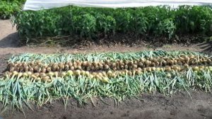 Обильный и здоровый урожай на своей даче без химии