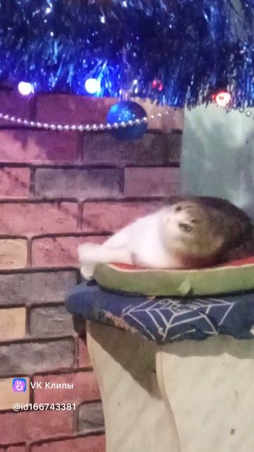 кошачий танец смотреть онлайн