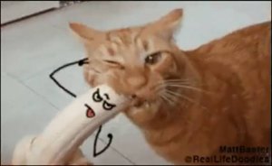 Стой Маньячина усатая!.!😆