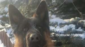 Новогодний выпуск про Ниву, собаку..))
