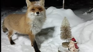 С новым годом, лисичка!