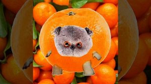 мем 2026 года 🤣