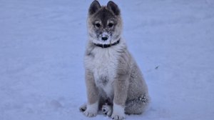 Обновление на новый год