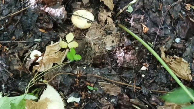 Сбор грибов. Сырой груздь смотреть онлайн