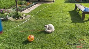 Наша кошка Мальвина вспоминает о летней поездке на дачу.