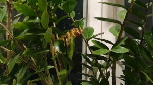 Закат рисует синью...