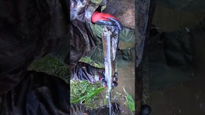 Винтовка пролежала 80 лет под водой, дерево сохранилось, раскопки по войне