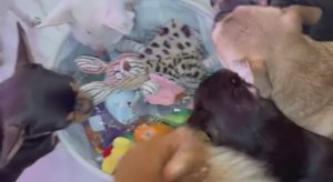 Подаркам радуются как маленькие дети.