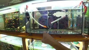 Пропала партия Тернеций