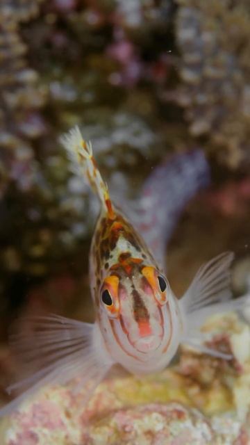 ястреб. net смотреть онлайн