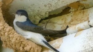 Автор Вера Капустина Ты, сынок, не настаивай~