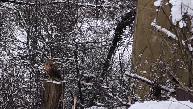 Я увидел орла 🦅 в горах смотреть онлайн