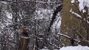 Я увидел орла 🦅 в горах