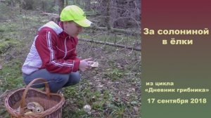 За солониной в ёлки. Дневник грибника 17 сентября 2018 года